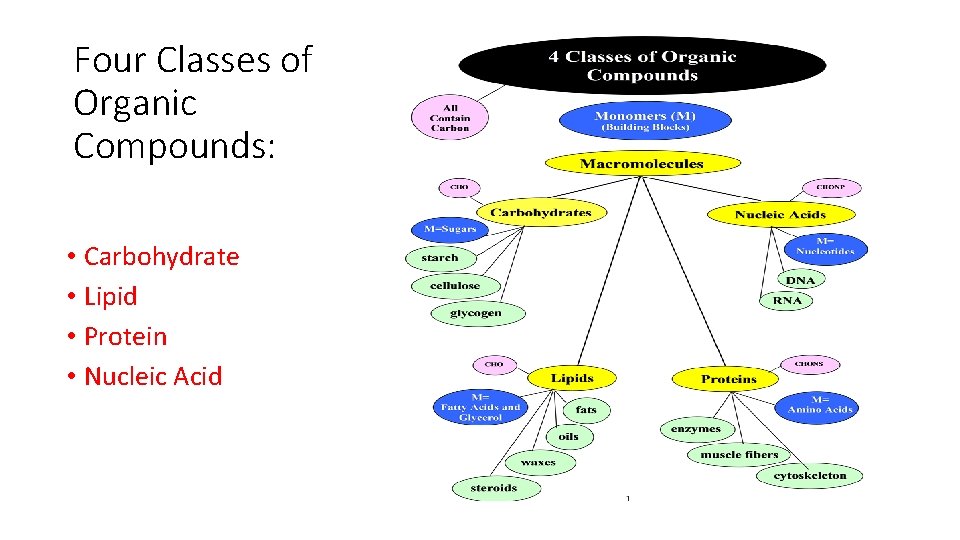 Four Classes of Organic Compounds: • Carbohydrate • Lipid • Protein • Nucleic Acid