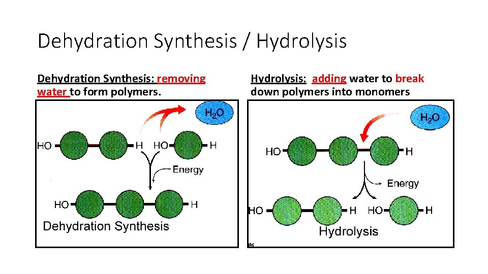 Dehydration Synthesis / Hydrolysis Dehydration Synthesis: removing water to form polymers. Hydrolysis: adding water