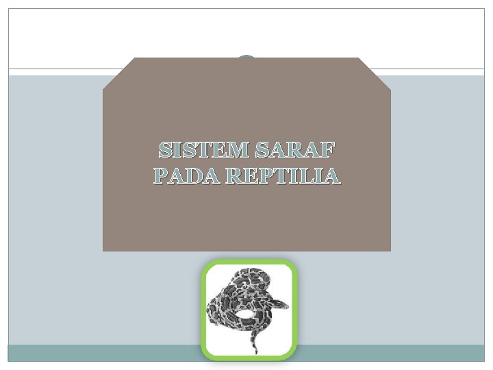 SISTEM SARAF PADA REPTILIA 