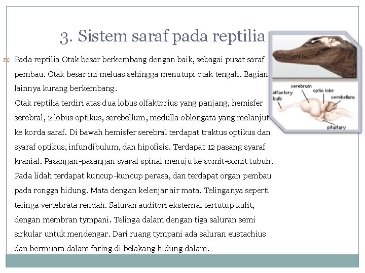 3. Sistem saraf pada reptilia Pada reptilia Otak besar berkembang dengan baik, sebagai pusat