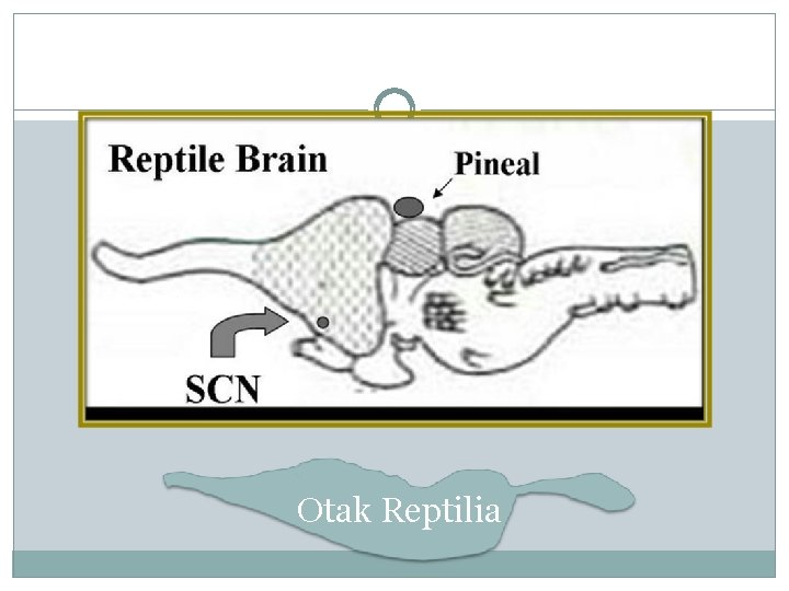 Otak Reptilia 