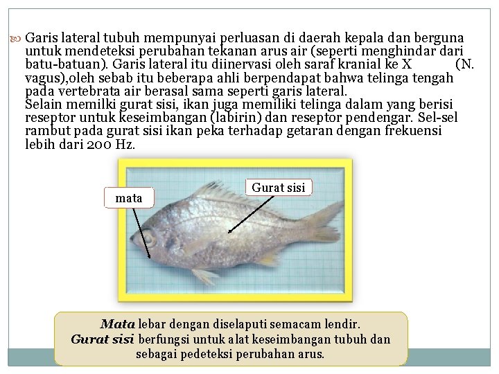  Garis lateral tubuh mempunyai perluasan di daerah kepala dan berguna untuk mendeteksi perubahan