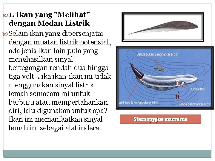  1. Ikan yang "Melihat" dengan Medan Listrik Selain ikan yang dipersenjatai dengan muatan