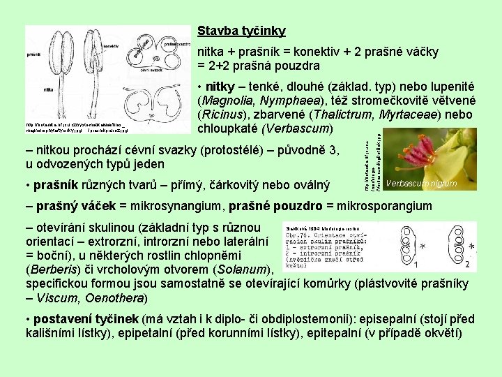 Stavba tyčinky nitka + prašník = konektiv + 2 prašné váčky = 2+2 prašná