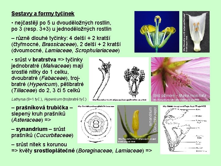 http: //biomikro. vscht. cz/groups/biologie/ kvet/naprst. html Sestavy a formy tyčinek • nejčastěji po 5