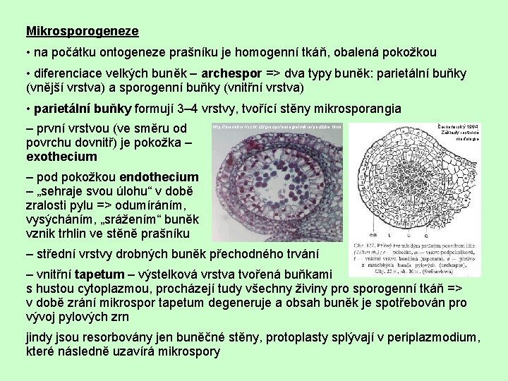 Mikrosporogeneze • na počátku ontogeneze prašníku je homogenní tkáň, obalená pokožkou • diferenciace velkých