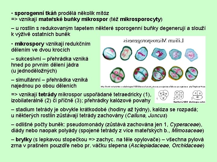  • sporogenní tkáň prodělá několik mitóz => vznikají mateřské buňky mikrospor (též mikrosporocyty)