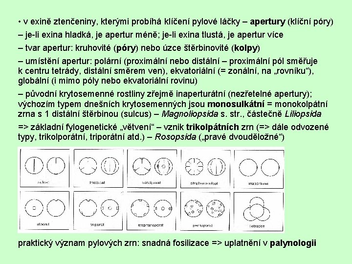  • v exině ztenčeniny, kterými probíhá klíčení pylové láčky – apertury (klíční póry)