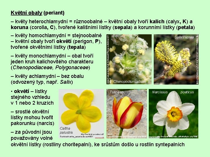 Květní obaly (periant) – květy monochlamydní – obal tvoří jeden kruh kalichovitého charakteru (Chenopodiaceae,