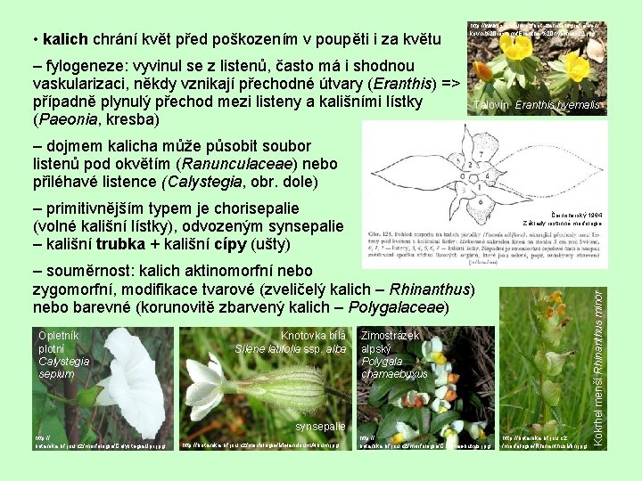  • kalich chrání květ před poškozením v poupěti i za květu – fylogeneze:
