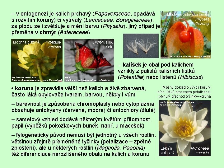 – v ontogenezi je kalich prchavý (Papaveraceae, opadává s rozvitím koruny) či vytrvalý (Lamiaceae,