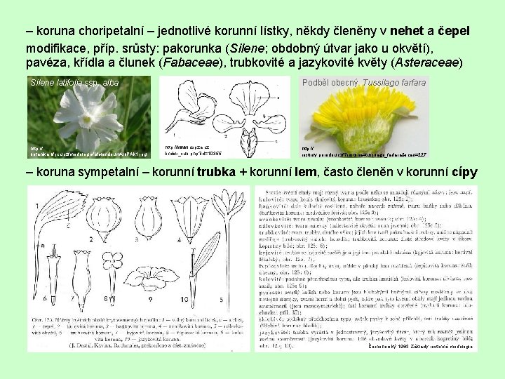 – koruna choripetalní – jednotlivé korunní lístky, někdy členěny v nehet a čepel modifikace,