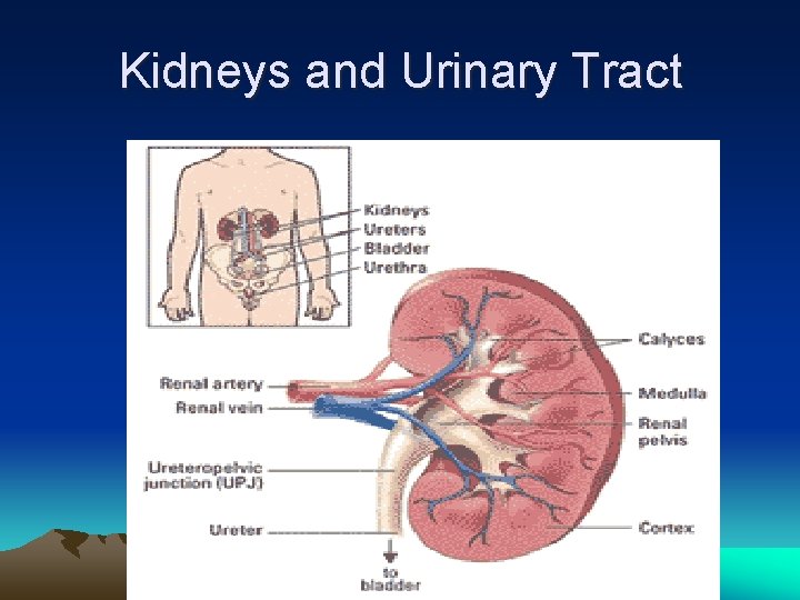 Kidneys and Urinary Tract 