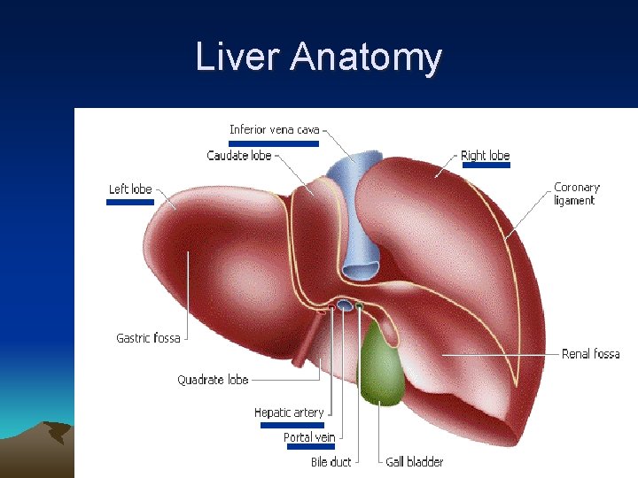 Liver Anatomy 