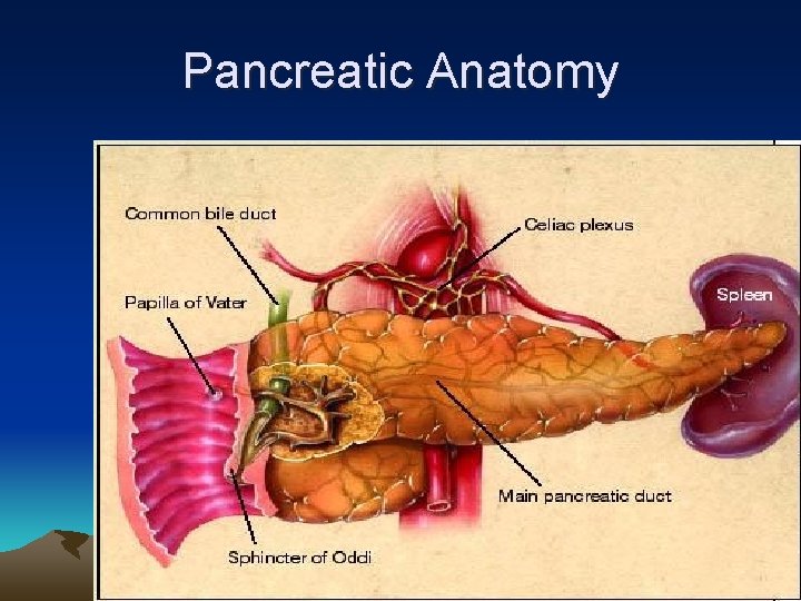 Pancreatic Anatomy 
