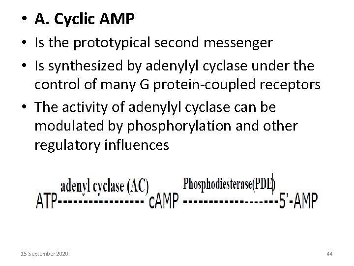  • A. Cyclic AMP • Is the prototypical second messenger • Is synthesized