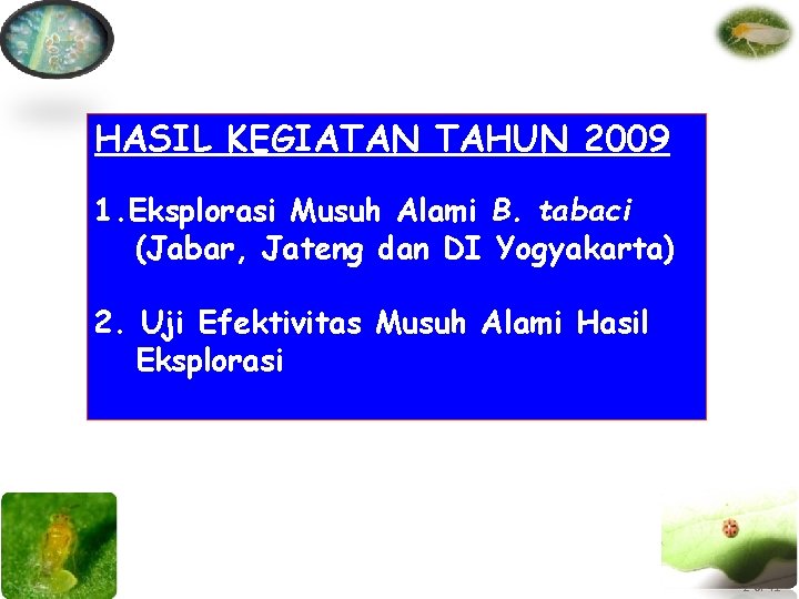 HASIL KEGIATAN TAHUN 2009 1. Eksplorasi Musuh Alami B. tabaci (Jabar, Jateng dan DI