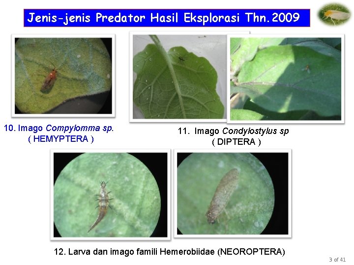 Jenis-jenis Predator Hasil Eksplorasi Thn. 2009 10. Imago Compylomma sp. ( HEMYPTERA ) 11.