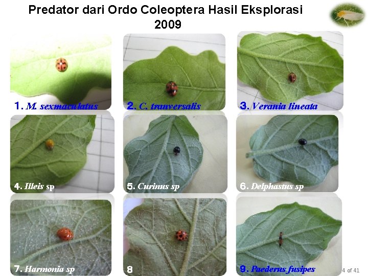 Predator dari Ordo Coleoptera Hasil Eksplorasi 2009 １. M. sexmaculatus ２. C. tranversalis ３.