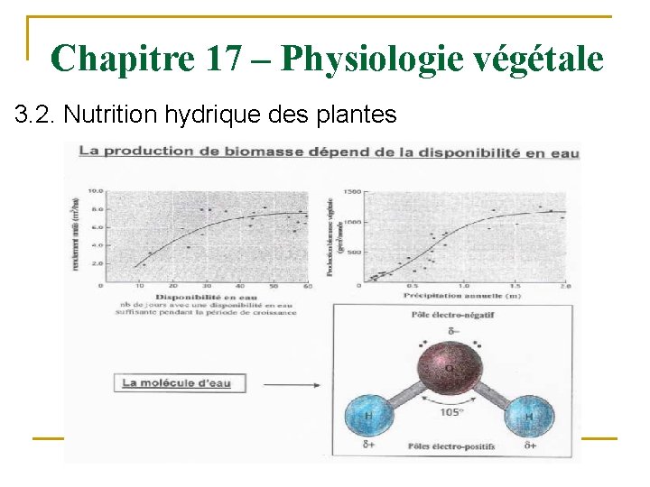 Chapitre 17 – Physiologie végétale 3. 2. Nutrition hydrique des plantes 