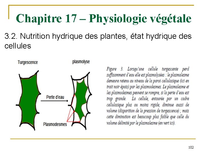 Chapitre 17 – Physiologie végétale 3. 2. Nutrition hydrique des plantes, état hydrique des