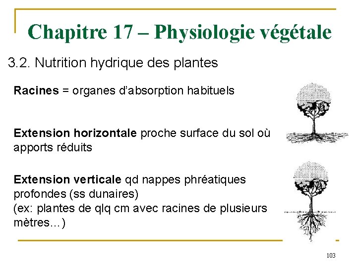 Chapitre 17 – Physiologie végétale 3. 2. Nutrition hydrique des plantes Racines = organes