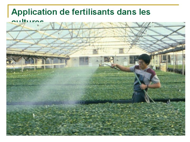 Application de fertilisants dans les cultures 