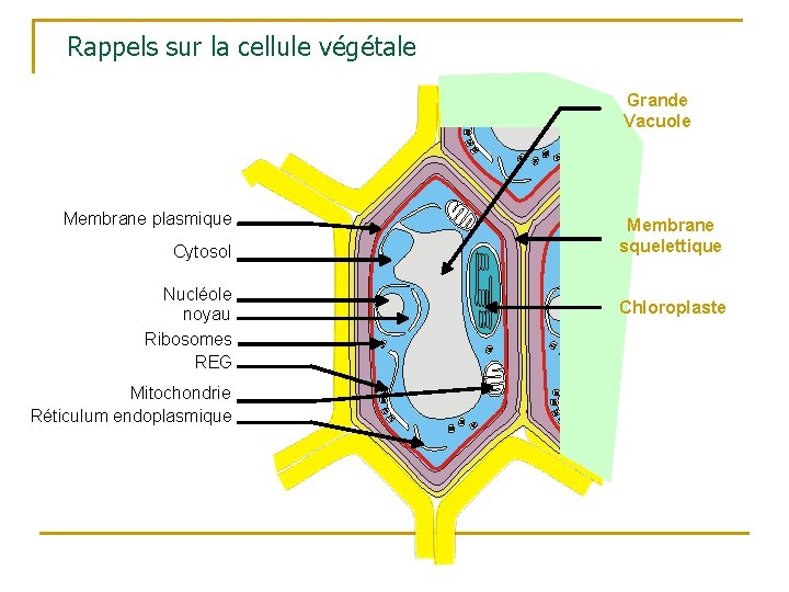 Rappels sur la cellule végétale Grande Vacuole Membrane plasmique Cytosol Nucléole noyau Ribosomes REG