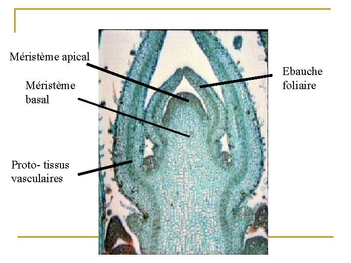 Méristème apical Méristème basal Proto- tissus vasculaires Ebauche foliaire 