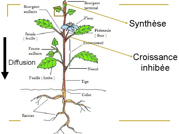 Synthèse Diffusion Croissance inhibée 