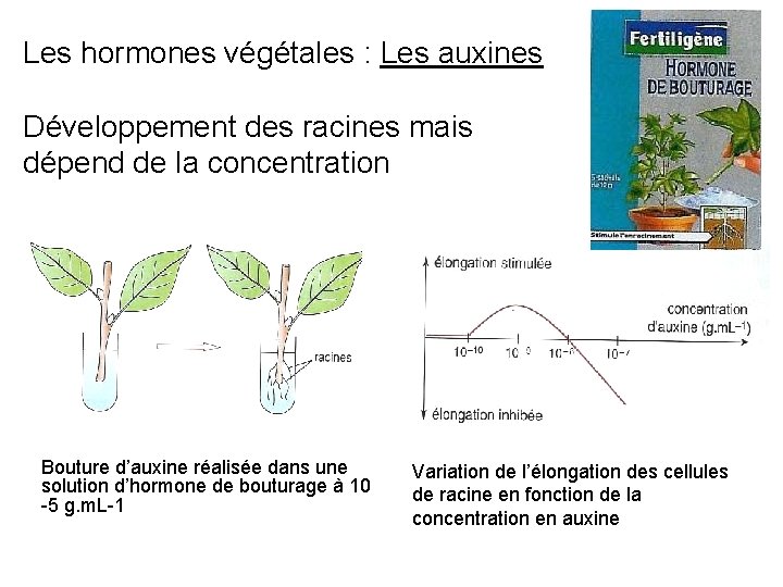 Les hormones végétales : Les auxines Développement des racines mais dépend de la concentration