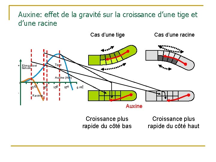 Auxine: effet de la gravité sur la croissance d’une tige et d’une racine Cas