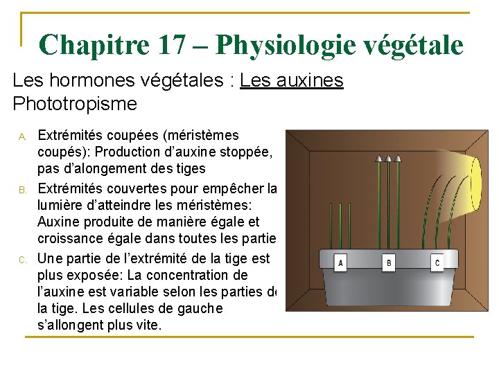 Chapitre 17 – Physiologie végétale Les hormones végétales : Les auxines Phototropisme A. B.