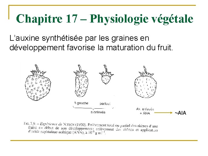 Chapitre 17 – Physiologie végétale L’auxine synthétisée par les graines en développement favorise la