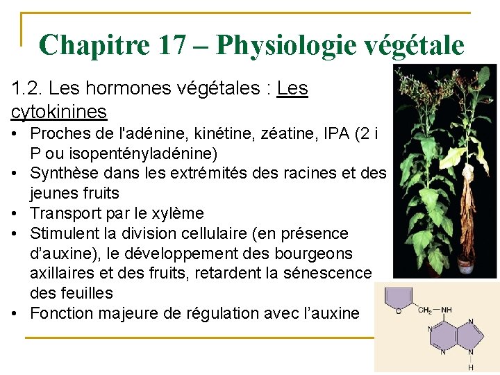 Chapitre 17 – Physiologie végétale 1. 2. Les hormones végétales : Les cytokinines •