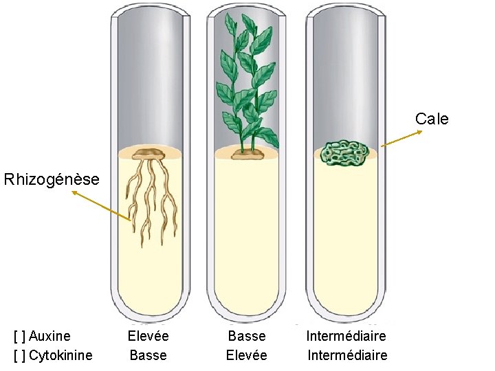 Cale Rhizogénèse [ ] Auxine [ ] Cytokinine Elevée Basse Elevée Intermédiaire 