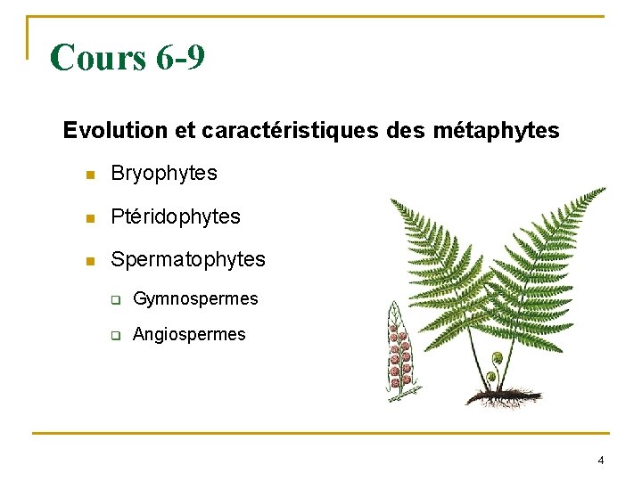 Cours 6 -9 Evolution et caractéristiques des métaphytes n Bryophytes n Ptéridophytes n Spermatophytes