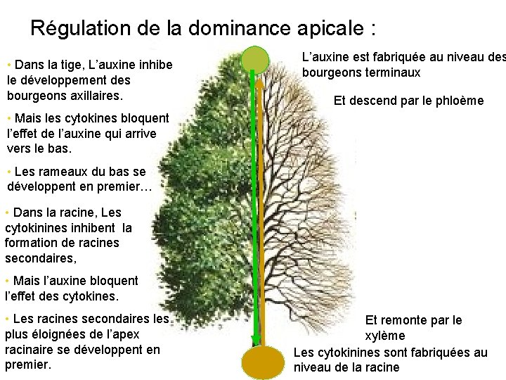 Régulation de la dominance apicale : • Dans la tige, L’auxine inhibe le développement