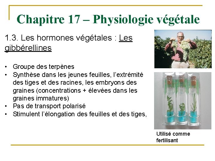 Chapitre 17 – Physiologie végétale 1. 3. Les hormones végétales : Les gibbérellines •