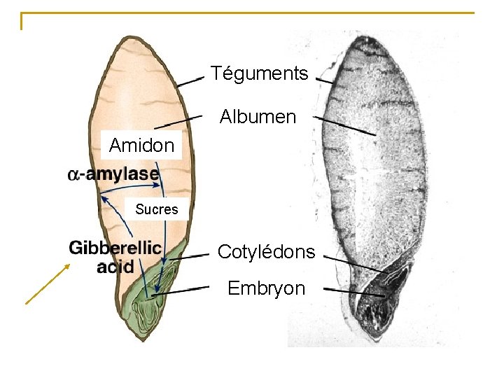 Téguments Albumen Amidon Sucres Cotylédons Embryon 