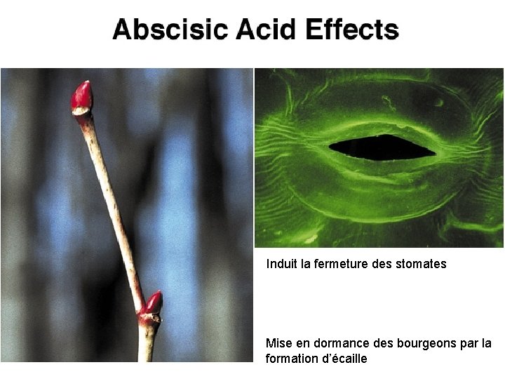 Induit la fermeture des stomates Mise en dormance des bourgeons par la formation d’écaille