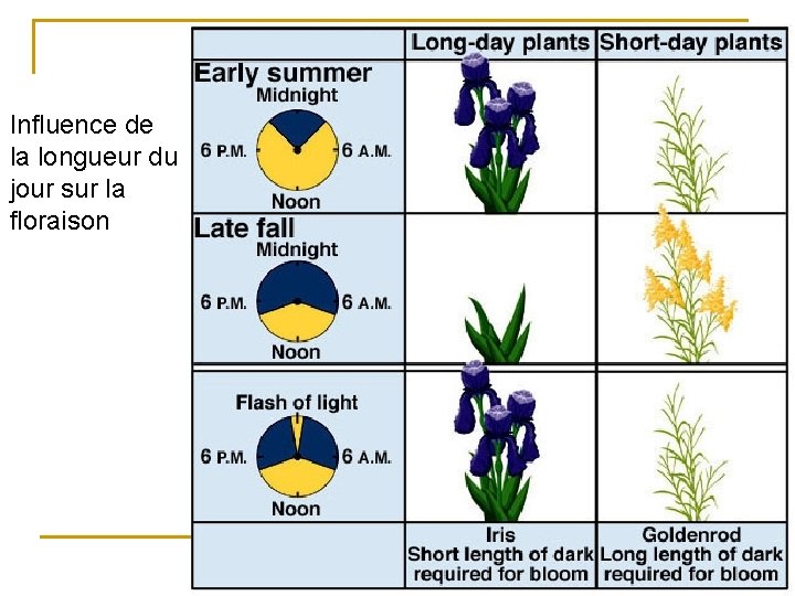 Influence de la longueur du jour sur la floraison 