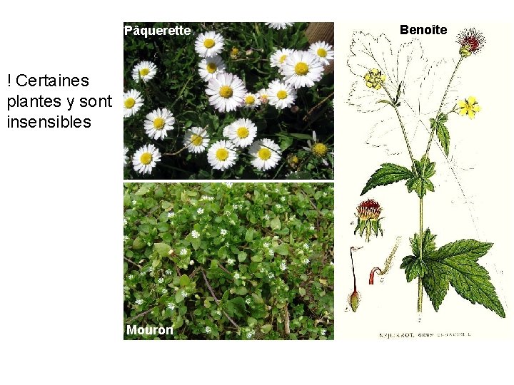 Pâquerette ! Certaines plantes y sont insensibles Mouron Benoîte 