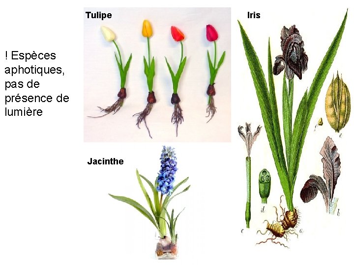 Tulipe ! Espèces aphotiques, pas de présence de lumière Jacinthe Mouron Iris 