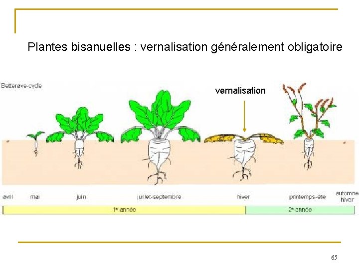 Plantes bisanuelles : vernalisation généralement obligatoire vernalisation 65 