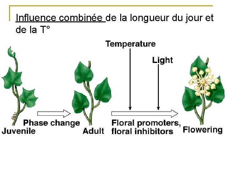 Influence combinée de la longueur du jour et de la T° 