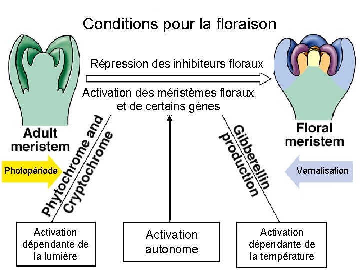 Conditions pour la floraison Répression des inhibiteurs floraux Activation des méristèmes floraux et de