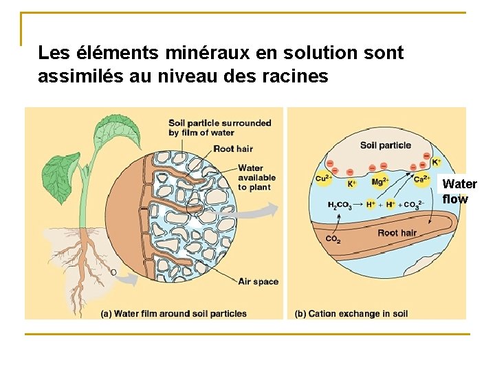 Les éléments minéraux en solution sont assimilés au niveau des racines Summary of soil