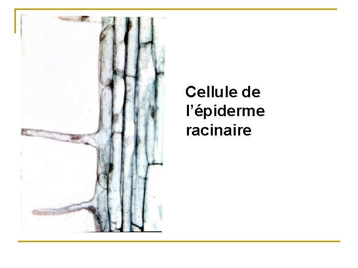 Cellule de l’épiderme racinaire 