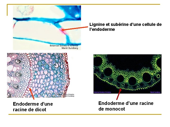 Casparian strip Lignine et subérine d’une cellule de l’endoderme Endoderme d’une racine de dicot